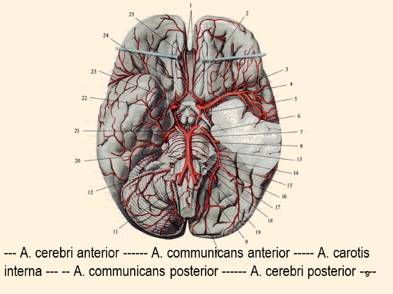 9 --- А. cerebri anterior ------ А. communicans anterior ----- А. carotis interna ---